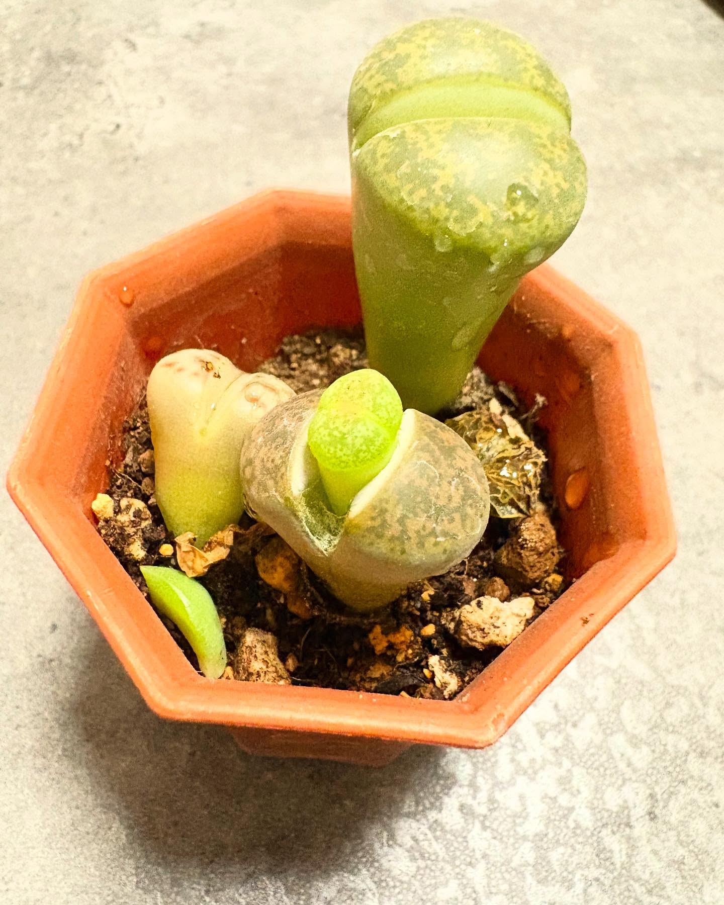 おしりからおしり出てきた。名前知らんけど、かわいい。奥のやつ、ほぼ倒れかけてる。こいつはもう立ち上がれないのか。#多肉植物 #名前知らん