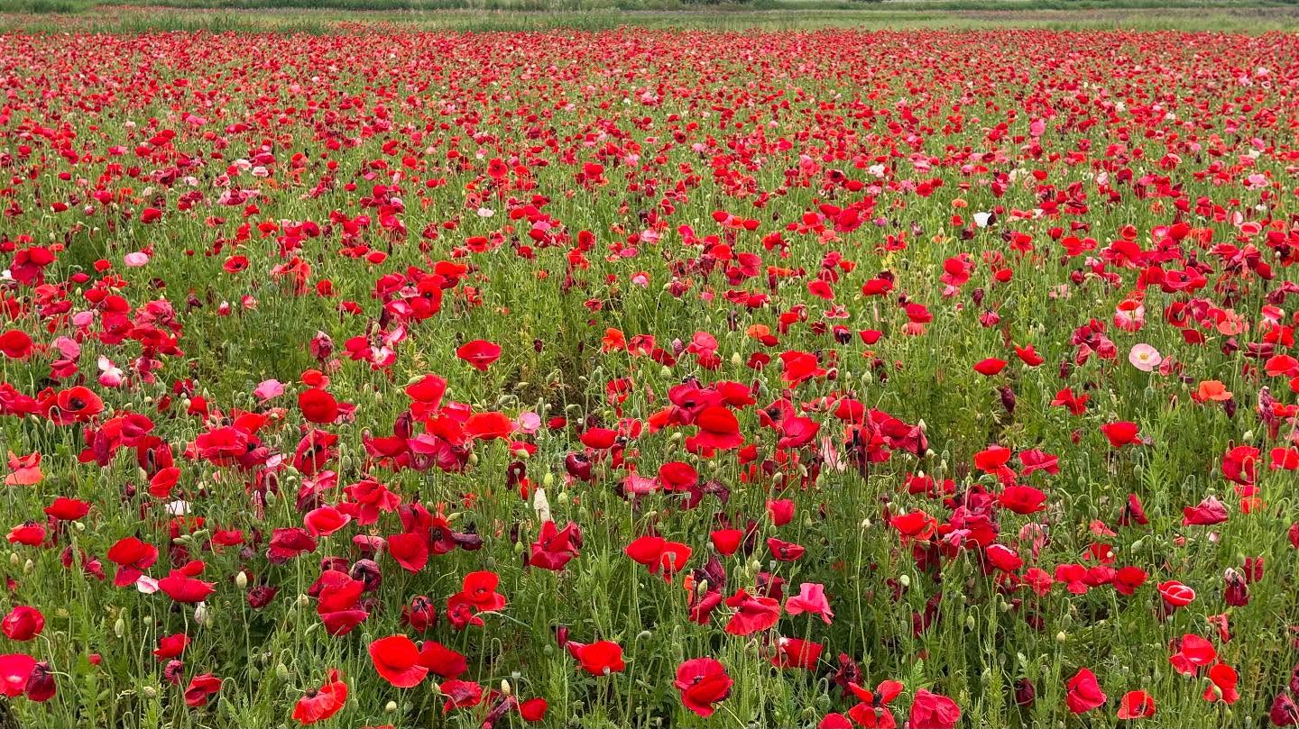 ライブと野球ばっかりになってきたのでちょっと癒し系で。ポピー畑とかいうのがあったのでふらりと散策。ハチ多かったけど、いい散歩になりました。